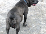 3 Haziran Doğumlu Dev Cane Corso Blue Dişi Yavrularımız