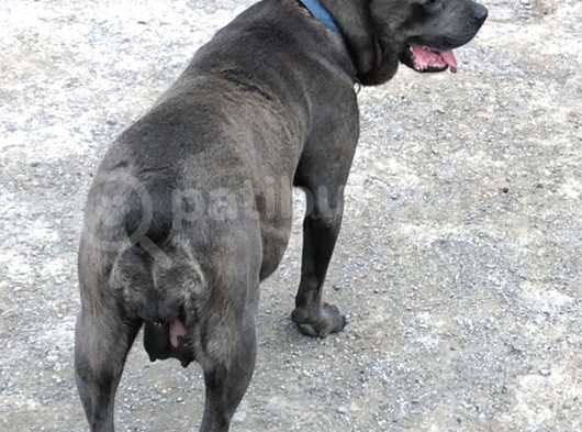 3 Haziran Doğumlu Dev Cane Corso Blue Dişi Yavrularımız görsel