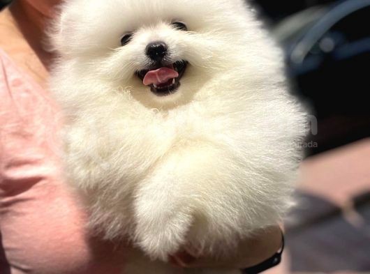 2.5 Aylik Erkek Teddy Bear Pomerani̇an Boo görsel