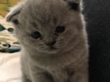 Orijinal Scottish Fold Yavru