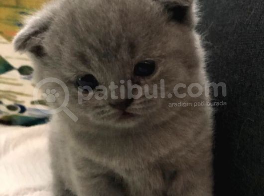 Orijinal Scottish Fold Yavru