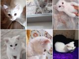 2 Aylık British Shorthair