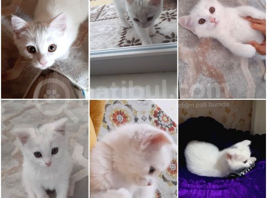 2 Aylık British Shorthair görsel