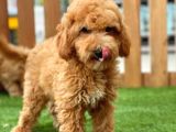 Sevimli Toy Poodle Bebekler