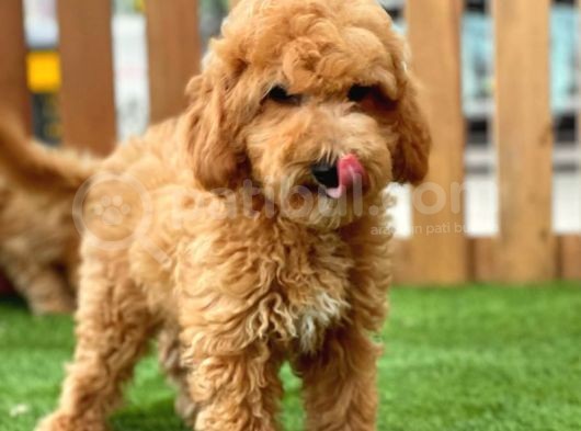 Sevimli Toy Poodle Bebekler görsel