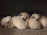Safkan Blue Point Kedi