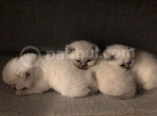 Safkan Blue Point Kedi görsel