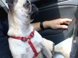 4 Aylık Pug Tüm Aşıları Tam Karneli