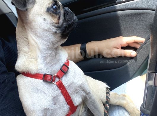4 Aylık Pug Tüm Aşıları Tam Karneli