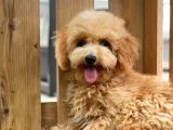 Sevimli Toy Poodle Bebekler