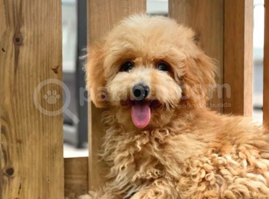 Sevimli Toy Poodle Bebekler
