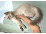 3 Aylık British Shorthair