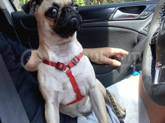 4 Aylık Pug Tüm Aşıları Tam Karneli görsel