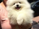 2.5 Aylik Erkek Teddy Bear Pomerani̇an Boo
