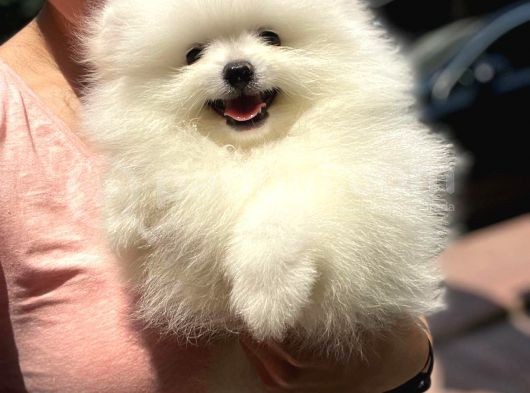2.5 Aylik Erkek Teddy Bear Pomerani̇an Boo