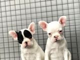 French Bulldog Kızlarımız