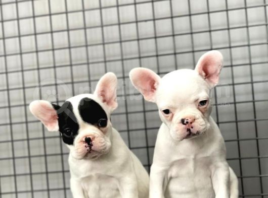 French Bulldog Kızlarımız görsel