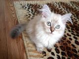 3 Aylık British Shorthair