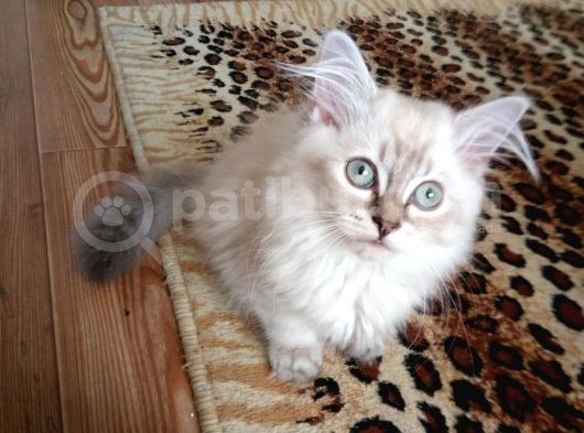 3 Aylık British Shorthair görsel