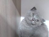 Scottish Fold Safkan Erkek Yavrularım