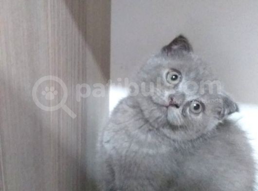Scottish Fold Safkan Erkek Yavrularım görsel