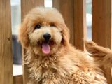 Sevimli Toy Poodle Bebekler