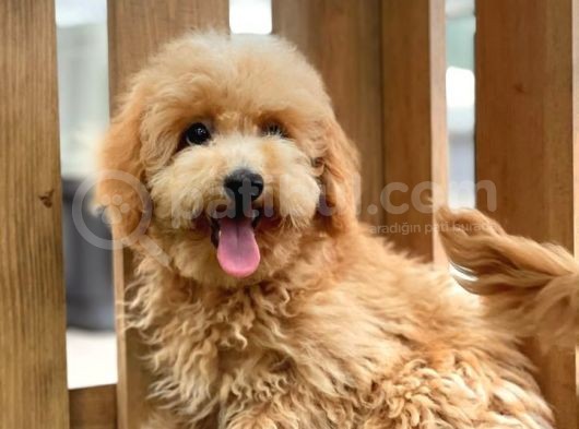 Sevimli Toy Poodle Bebekler görsel