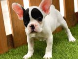 French Bulldog Kızlarımız
