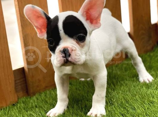French Bulldog Kızlarımız