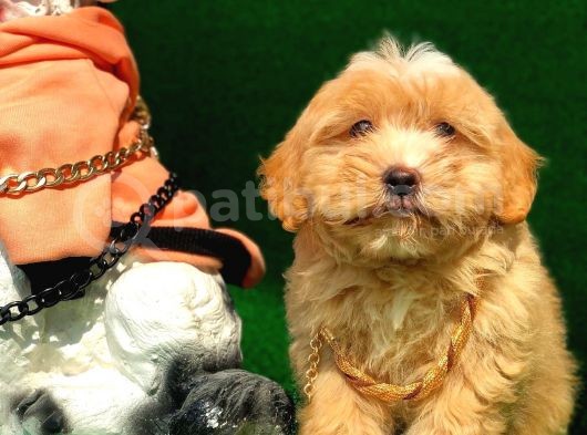 2.5 Aylik Erkek F1 Malti̇poo