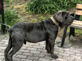 3 Haziran Doğumlu Dev Cane Corso Blue Dişi Yavrularımız