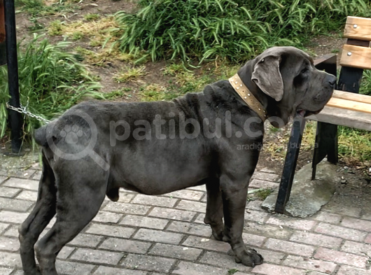 3 Haziran Doğumlu Dev Cane Corso Blue Dişi Yavrularımız görsel