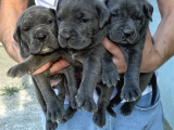 3 Haziran Doğumlu Dev Cane Corso Blue Dişi Yavrularımız