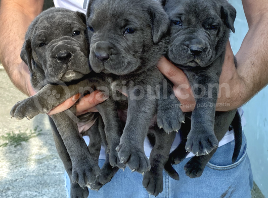 3 Haziran Doğumlu Dev Cane Corso Blue Dişi Yavrularımız