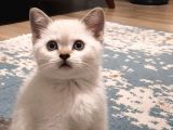 Acil Yuva Arıyoruz British Shorthair