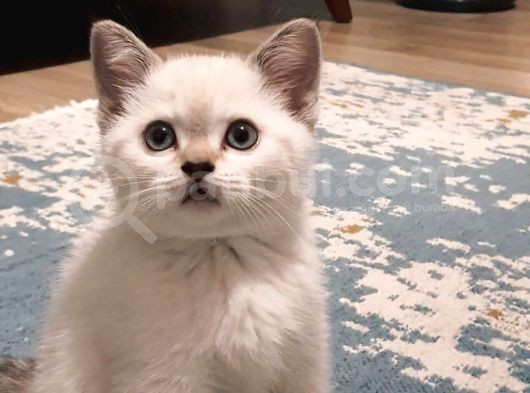 Acil Yuva Arıyoruz British Shorthair