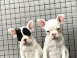 French Bulldog Kızlarımız