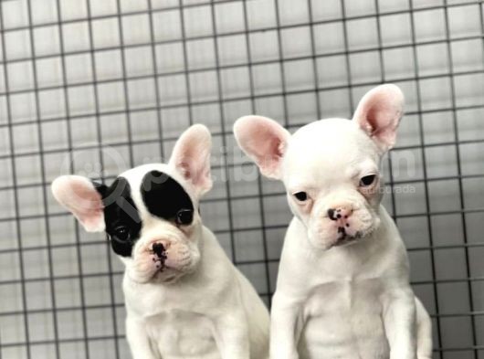 French Bulldog Kızlarımız görsel