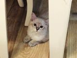 3 Aylık British Shorthair