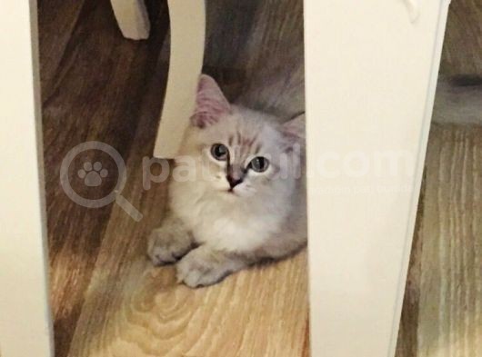 3 Aylık British Shorthair