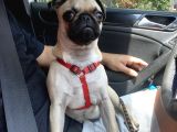 4 Aylık Pug Tüm Aşıları Tam Karneli