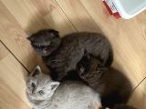 Safkan Chocolate British Shorthair