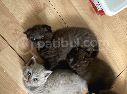 Safkan Chocolate British Shorthair görsel