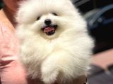 2.5 Aylik Erkek Teddy Bear Pomerani̇an Boo