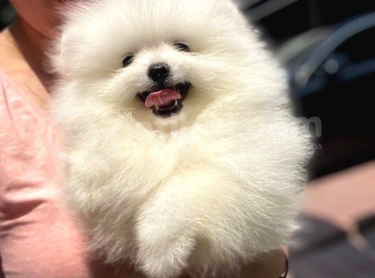 2.5 Aylik Erkek Teddy Bear Pomerani̇an Boo görsel