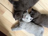 Safkan Chocolate British Shorthair