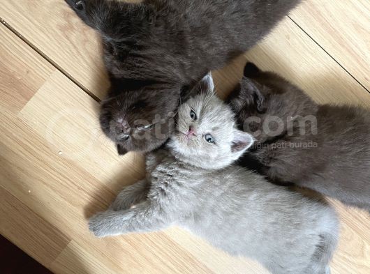 Safkan Chocolate British Shorthair