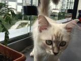 3 Aylık British Shorthair