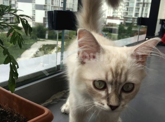 3 Aylık British Shorthair görsel