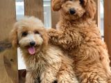 Sevimli Toy Poodle Bebekler
